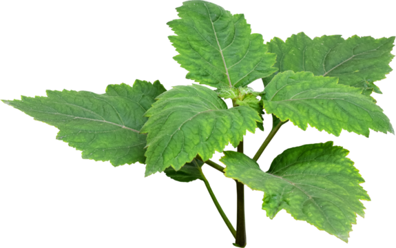 Patchouli leaves (Pogostemon cablin) on a transparent background. Patchouli leaves are the basic ingredient for making essential oils. PNG