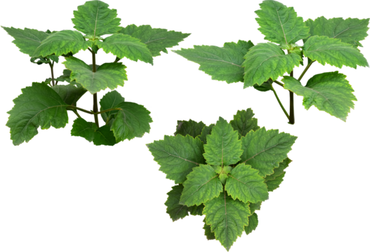 Patchouli leaves (Pogostemon cablin) on a transparent background. Patchouli leaves are the basic ingredient for making essential oils. PNG