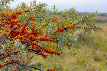 Selective focus a bunch of Seaberry orange fruit, Hippophae rhamnoides also known as Sea buckthorn,...
