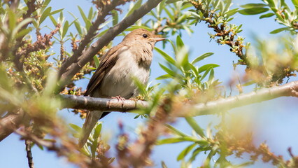 bird on a branch