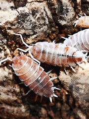 Isopod species Porcellionides pruinosus, also known as Powder Blue Isopod or Powder Orange Isopod © Hamzah