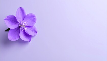 Obraz premium Serene Purple Flower on Lavender Background
