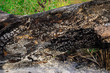 Dramatic macro texture of a burnt log with a cracked charcoal and ash surface, symbolizing the...
