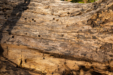 Detailed macro texture of a weathered deadwood log with insect holes, illuminated by warm golden...