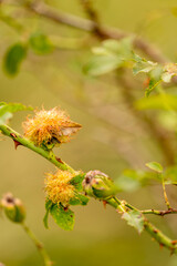 willow branch in spring