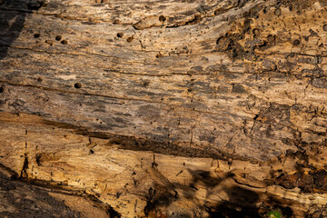 Detailed macro texture of a weathered deadwood log with insect holes, illuminated by warm golden hour sunlight
