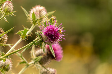 purple thistle flower
