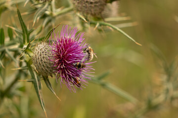 thistle and bee
