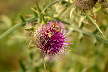 thistle flower on green background