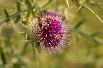 thistle flower in bloom