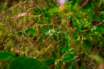 Detailed macro of a white Buttonweed flower (Borreria verticillata) with star-shaped leaves, a...