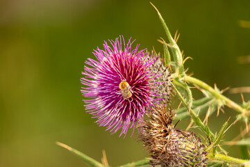 thistle flower in bloom