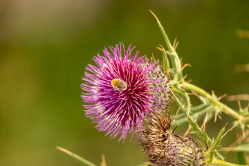 purple thistle flower