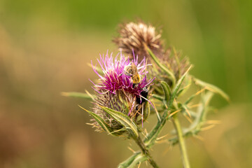 bee on thistle