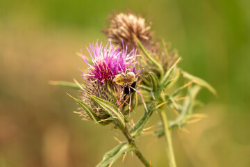 bee on thistle