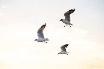 Many seagulls fleeing from the cold weather in Siberia come to Bang Pu, Samut Prakan Province,...