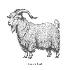 standing goat in sketch style. angora Goat. Farm animal vintage vector illustration