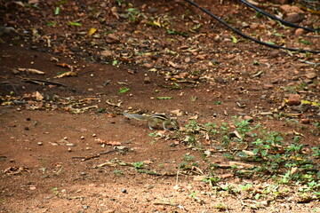 Urban Wildlife A Squirrel's Playful Moment in the Park.