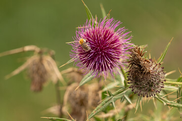 thistle flower head