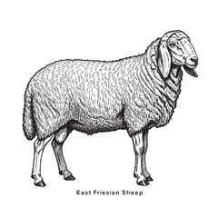 Sheep sketch style. East Friesian Sheep drawing.  engraving, ink, line art, vector