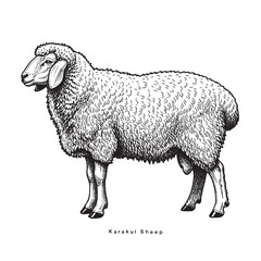 Sheep sketch style. Karakul Sheep drawing.  engraving, ink, line art, vector