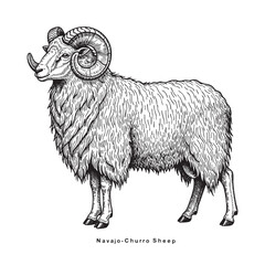 Sheep sketch style. Navajo Churro Sheep drawing.  engraving, ink, line art, vector