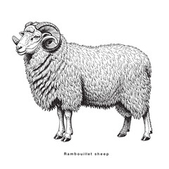 Sheep in graphic style. Rambouillet Sheep Illustration drawn by hand on paper and converted to vector.