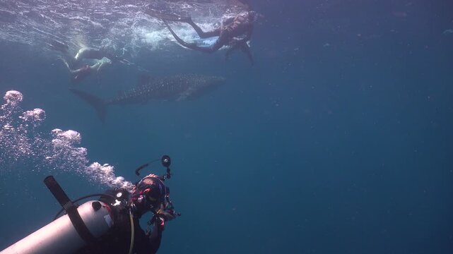 Filmed from behind a diver, a whale shark near the surface is touched on the fin by a snorkeler while a freediver swims beside its head. The shark turns defensively twice before diving away.