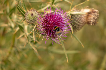 thistle flower in bloom