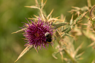 thistle flower on green background
