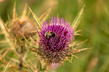 purple thistle flower