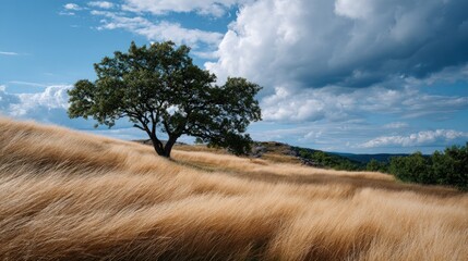 A solitary tree stands tall amidst a field of golden grass, under a partly cloudy sky.