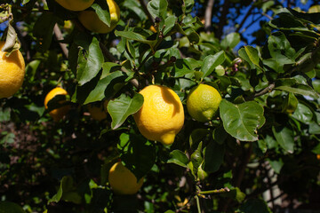 Organic Lemons Growing Among Green Leaves in Sunlight