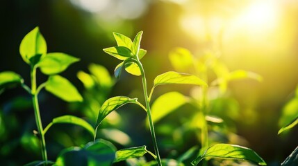 Lush green leaves bathed in sunlight