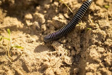 A close-up of a striped millipede (Diplopoda) on a textured sand background