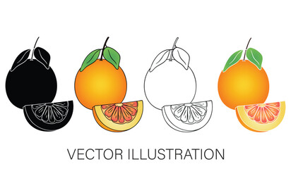 A Collection of Grapefruits - Isolated Vector Illustrations for Graphic Design