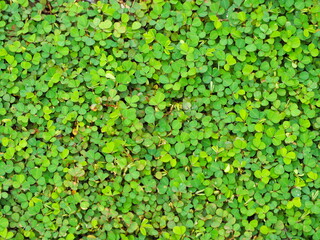 Black Cover leaves are small, dark green, pinnately compound, three leaflets. Three-flowered...