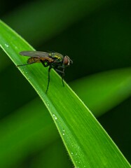 Naklejka premium Fly on a blade of grass
