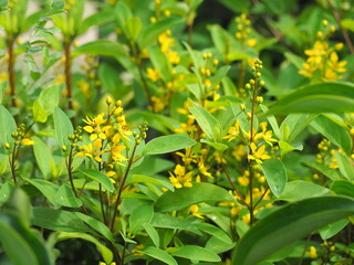 Galphimia or Gold Shower has buds and flowers bloom in the same cluster long, pointed leaves....