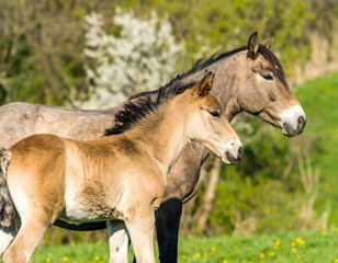 Fototapeta premium Foals in a Spring Meadow