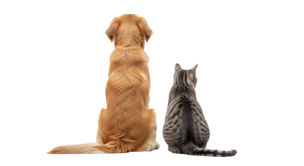 Dog and Cat Back to Back.