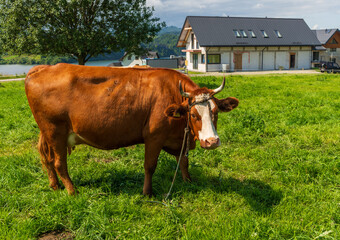 Brown-and-white cow stands on lush grass near modern houses and a lakeside, symbolizing the...