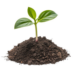 Vibrant green seedling emerges from rich soil, symbolizing growth, new beginnings, and successful cultivation for a brighter future