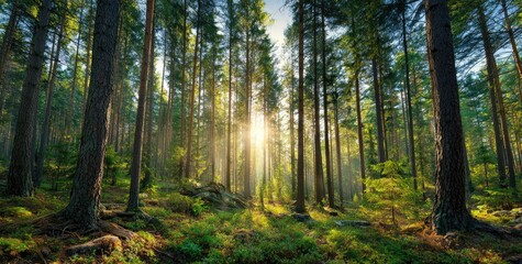 Obraz premium Sunlight streams through a dense pine forest