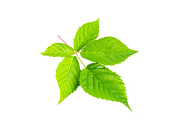 Blackberry leaf isolated on white background.