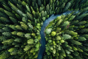 Aerial view of a winding river through a dense forest