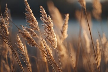 Fototapeta premium Golden grasses swaying in the breeze