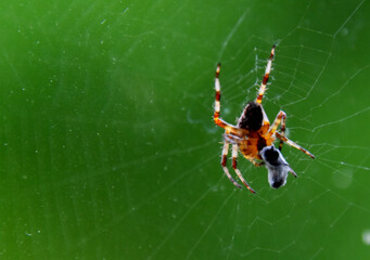 A spider in its web., Sainte-Apolline, Québec, Canada