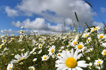 A field of blooming daisies, Sainte-Apolline, Québec, Canada