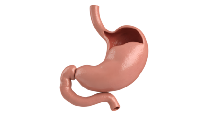 Stomach human anatomy organ digestive system biology medical health gut abdomen internal body illustration 3d model on transparent background